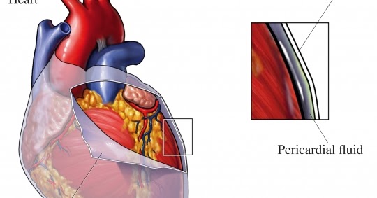 INFO BODY PARTS: THE •PERICARDIUM.