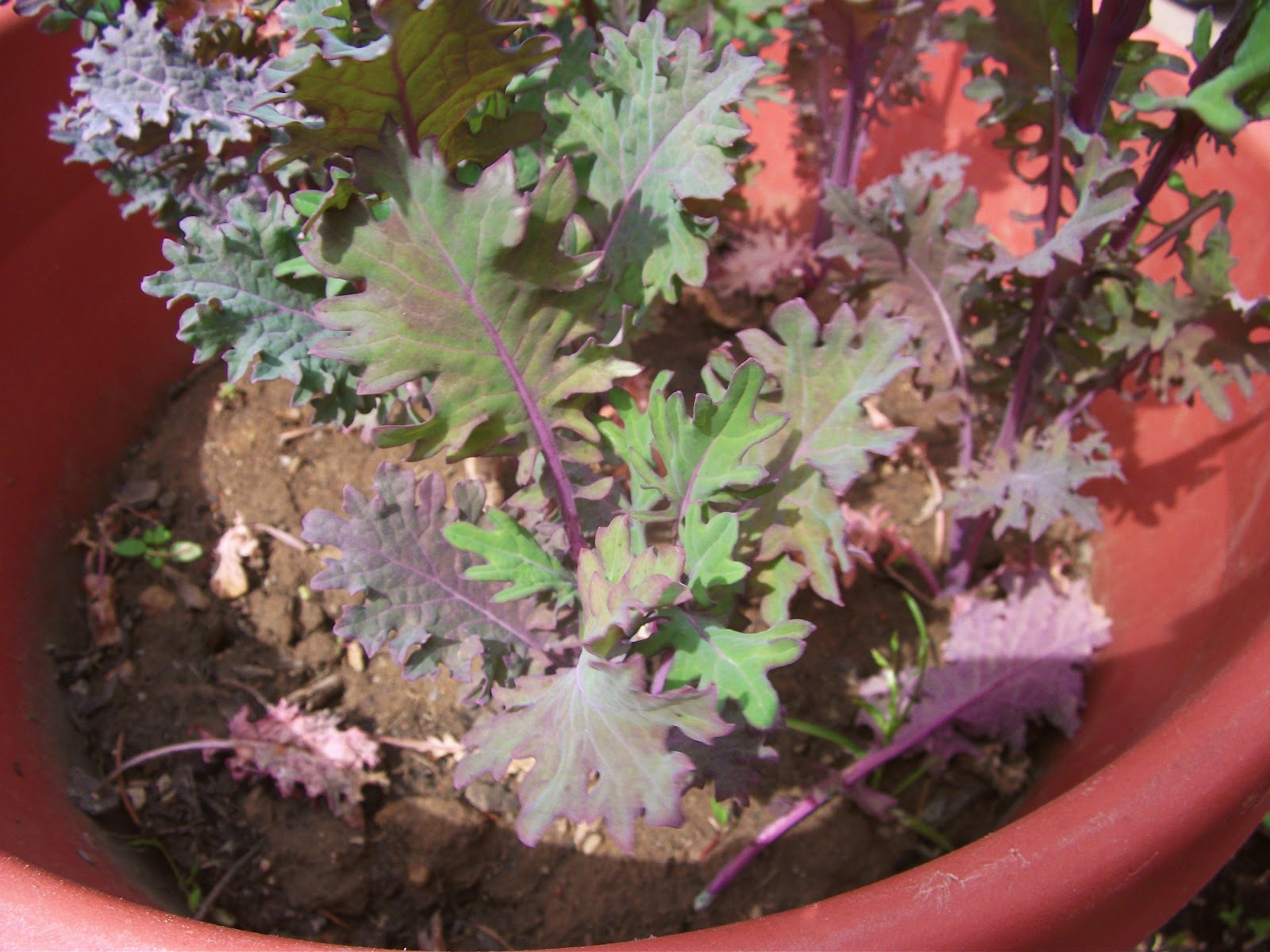 The Life of a Novice! Edible Kale?