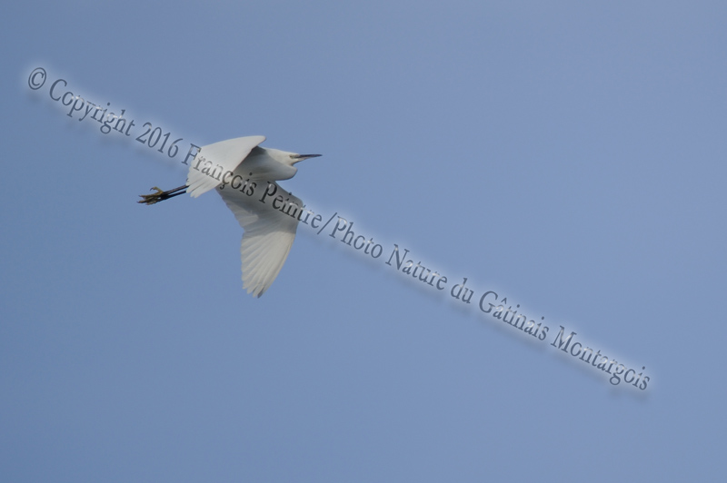 Aigrette garzette