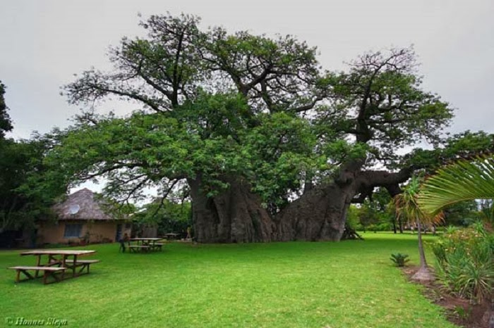 The bar was created in 1933 and is located on a farm owned by the Van Heerden family. - As If A 6,000 Year Old Tree Isn’t Awesome Enough, Wait Til You See What’s Inside It.