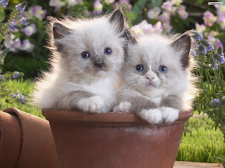 Two nice white cat  HD pictures