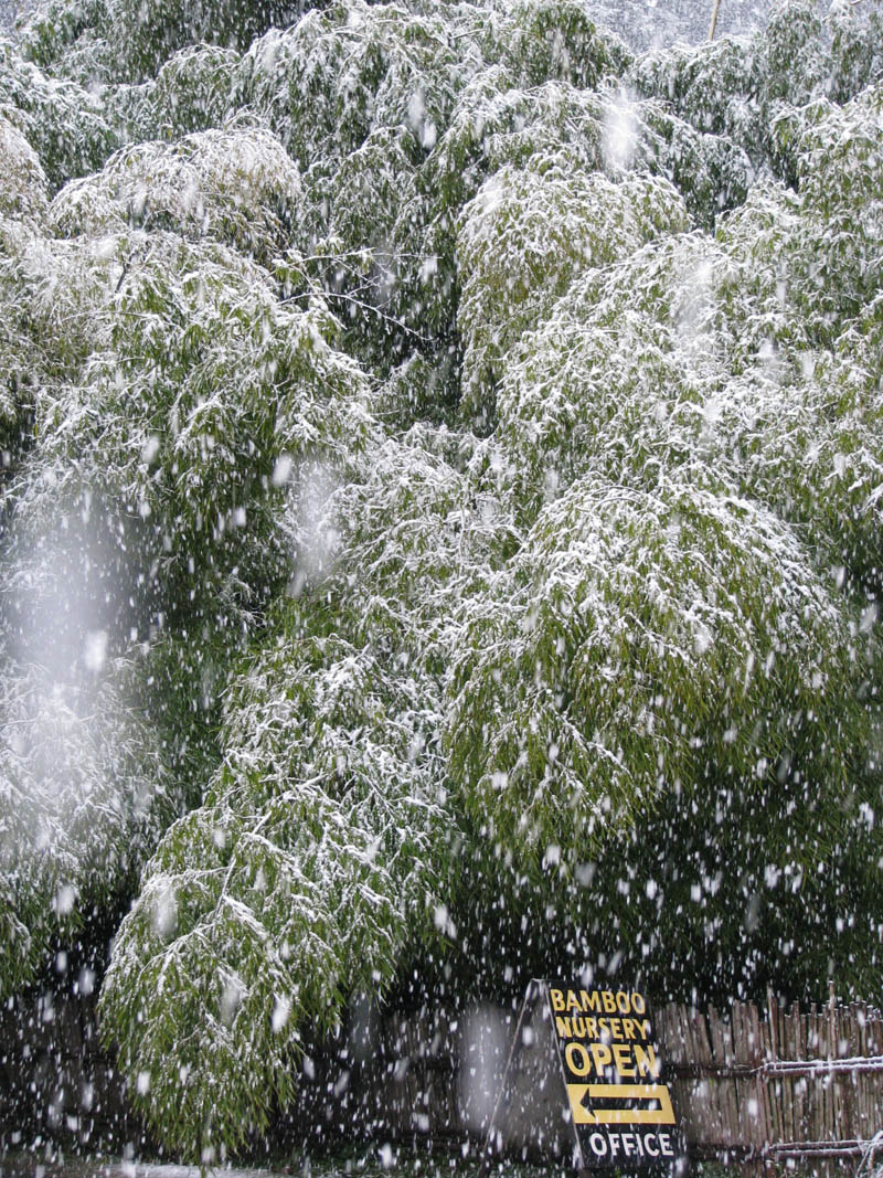 Bamboo Worktops Photos Bamboo Zones