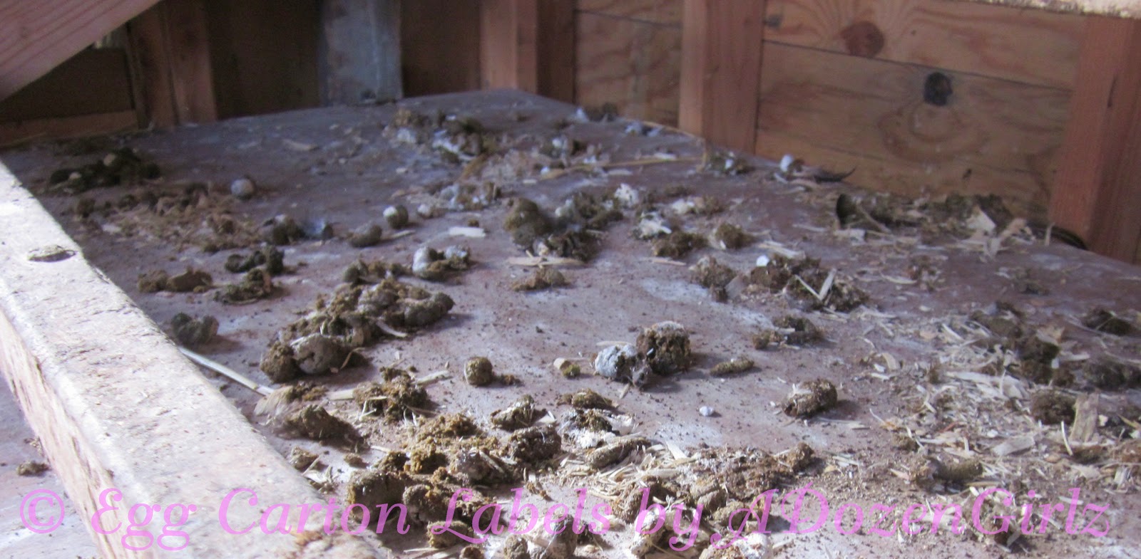 Keep chickens pooping nesting boxes, chicken run movie length time