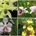 Ciri Ciri Famili Orchidaceae thumbnail