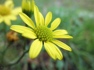 flor amarilla