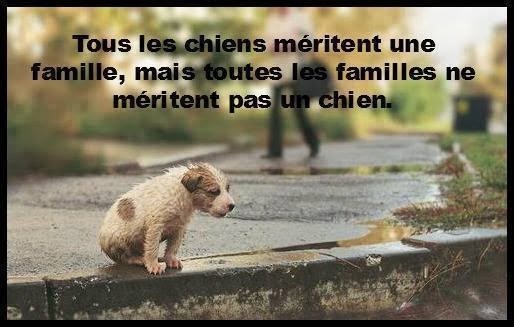 Citations option bonheur Tous les chiens méritent une famille