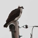 Osprey Looking for Lunch