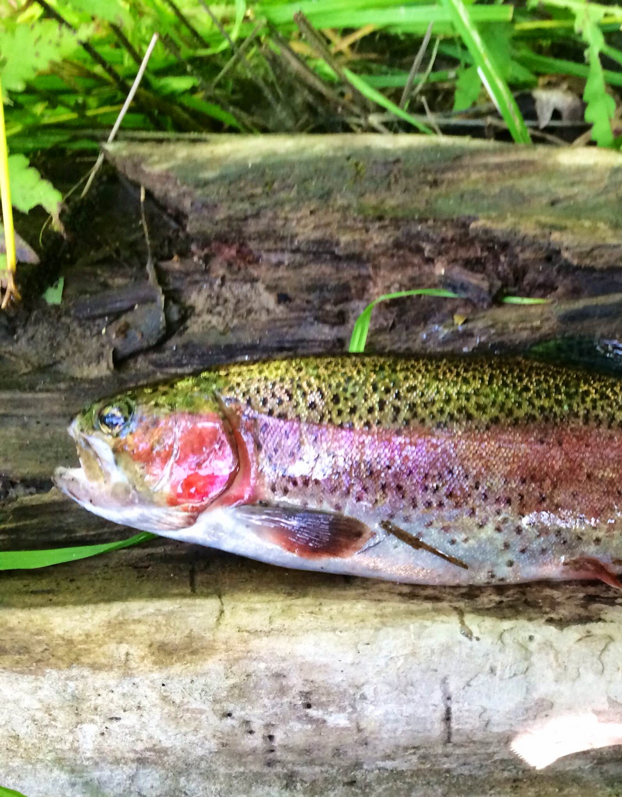 Monster Rainbow Trout at the Quinapoxet River Joe's Fishing Trips