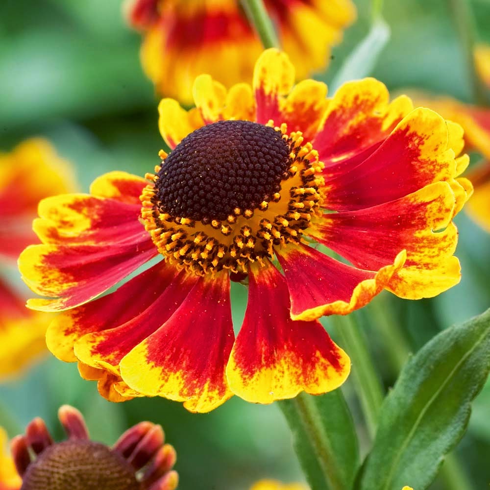 Flower Homes Helenium Flowers