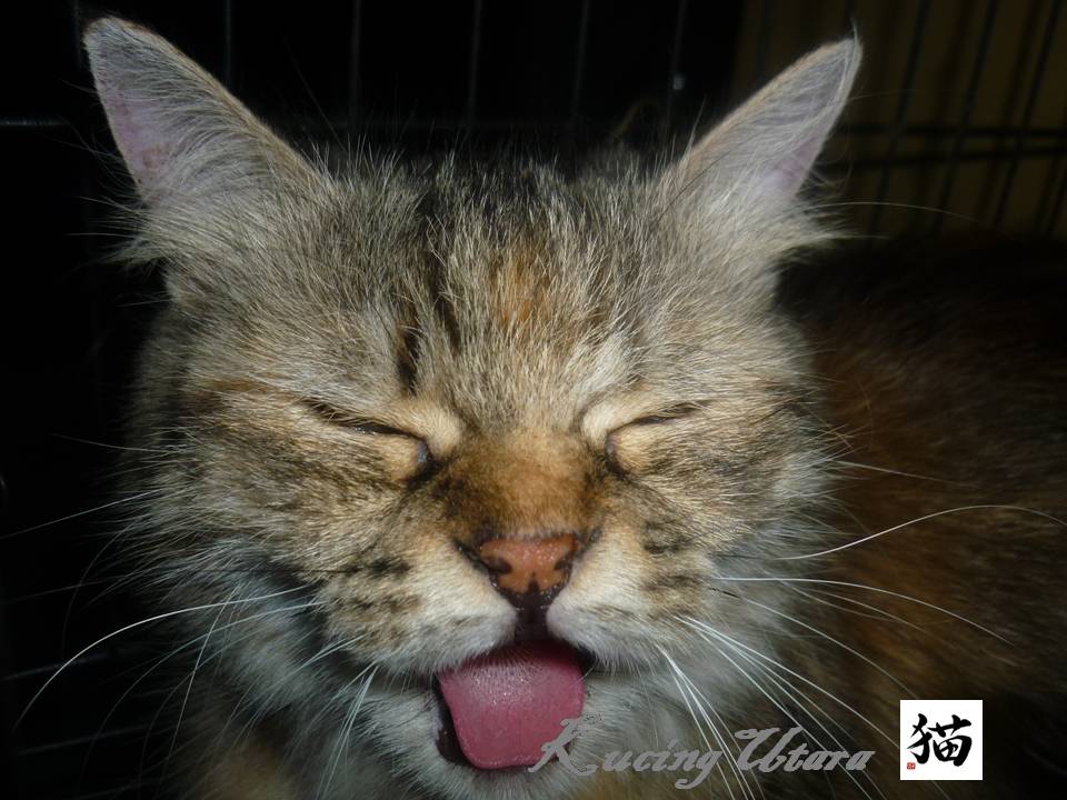 Kucing Utara TandaTanda kucing keracunan