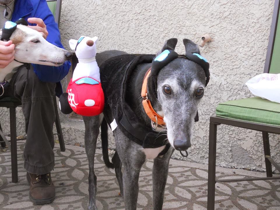 Northern Lights Greyhound Adoption Dog Blog Greyhounds in Costume