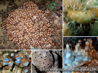 Helioporacea corals (order Helioporacea or Coenothecalia)