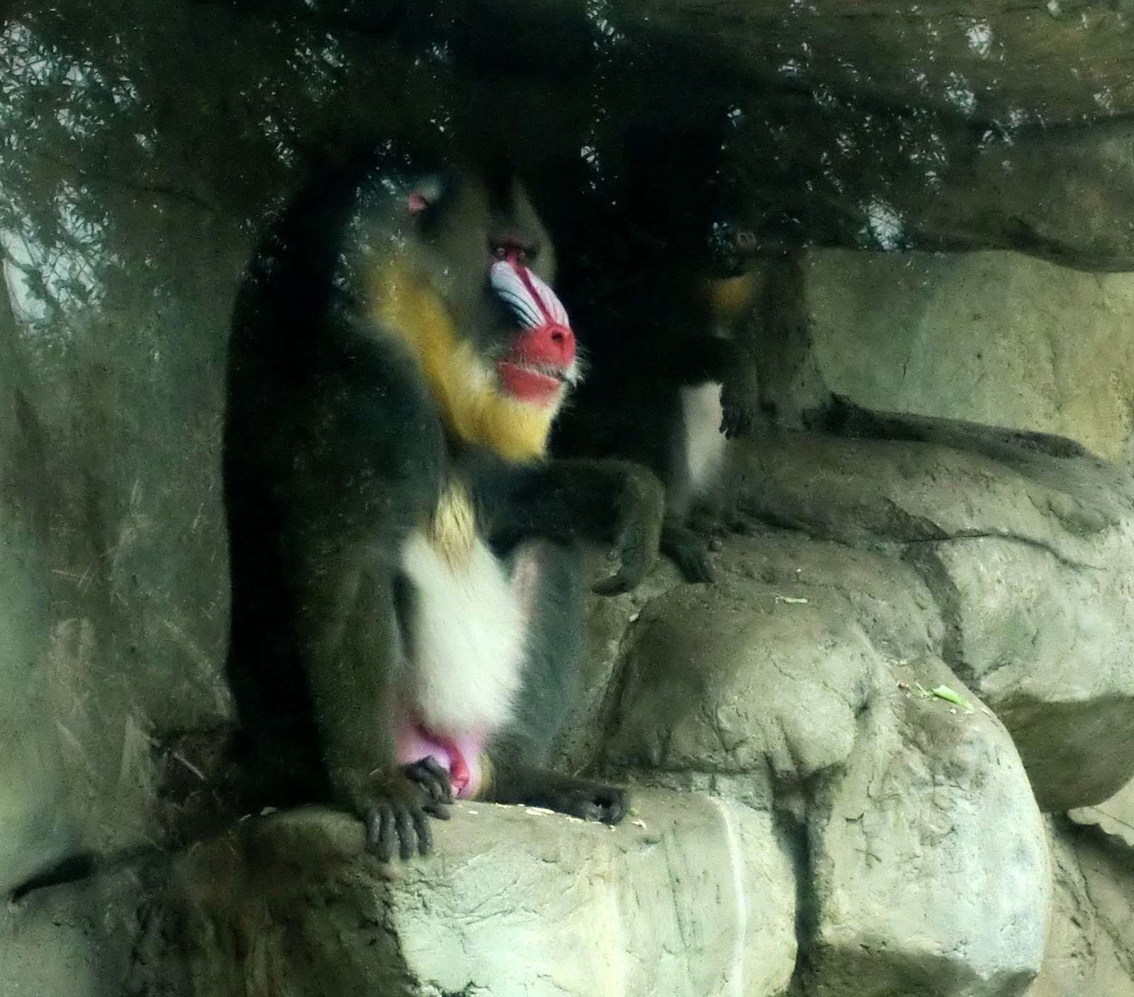 macaroni & cheese: We went to the zoo!