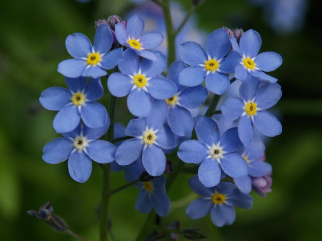 http://4.bp.blogspot.com/-gje8WXdHfIw/Tydff9XTa0I/AAAAAAAAF3Q/jz0erhczpvc/s1600/Forget-Me-Not-flower-blue%2B%25282%2529.jpg