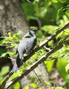 Birds In Rock Hill