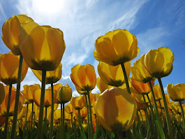 Golden yellow tulips