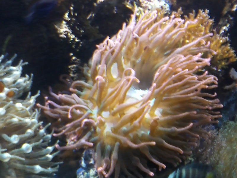 Lally Broch Farm A Maine Family Homestead Boston Aquarium Visit