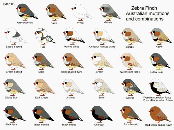 Om Hoby Jenis Burung Finch