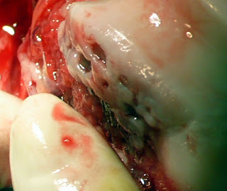 artrosis condilar femur perro rodilla artrosica perro