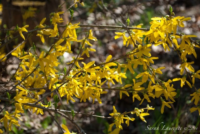 The Plant Hunter Forsythia Has A Bright Future