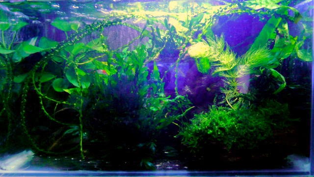 翩翩起舞的麥田 水草佈置魚缸 邀魚蝦入住