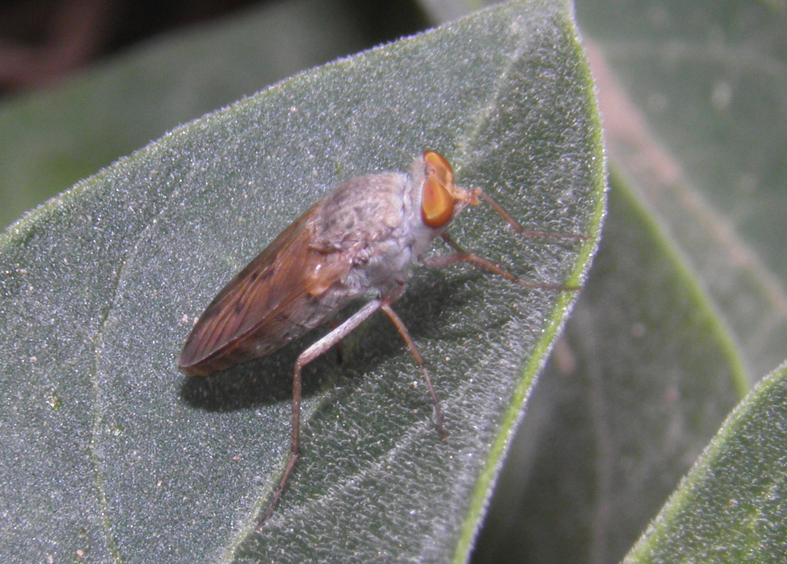 Arizona Beetles, Bugs, Birds and more Insects at the Gravel Pit in Marana