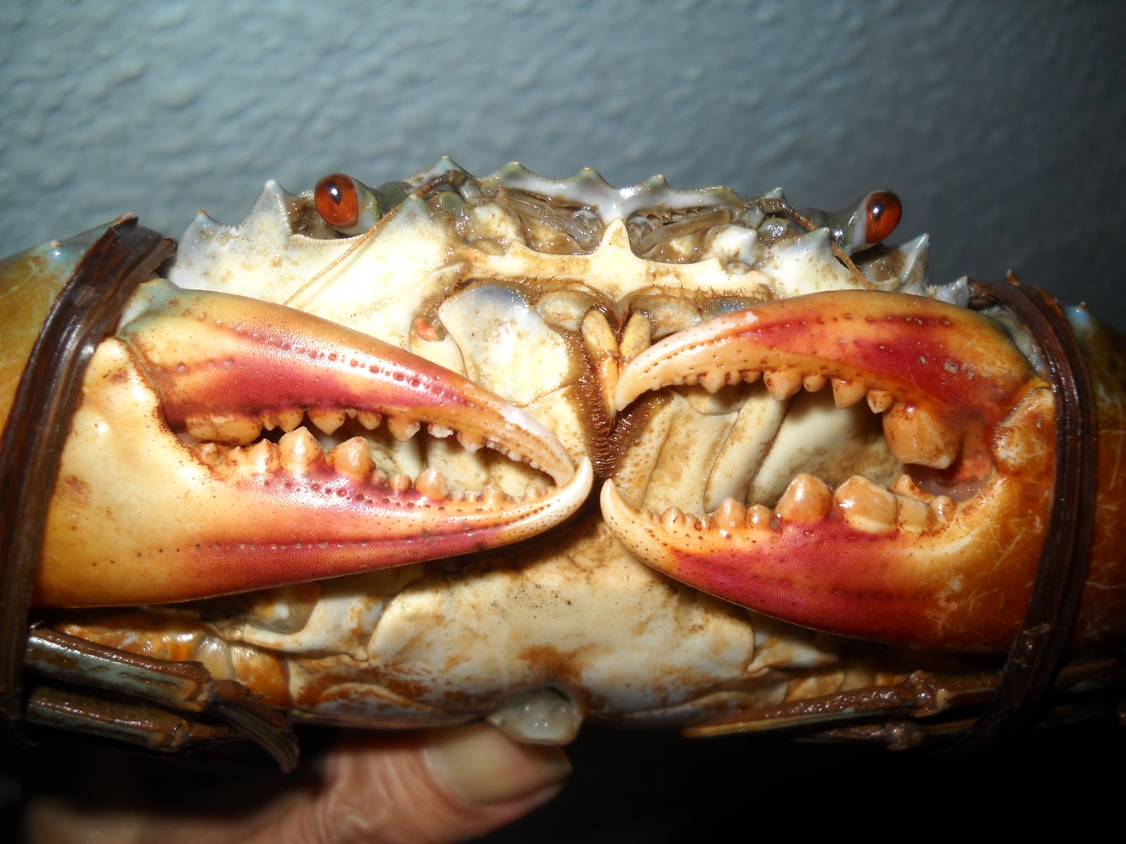 chickenking Crab Attack