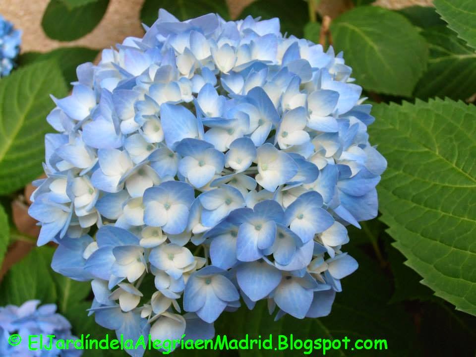 Hortensias Azules Cuidados Y Cómo Cultivarlas Guía, 40 OFF