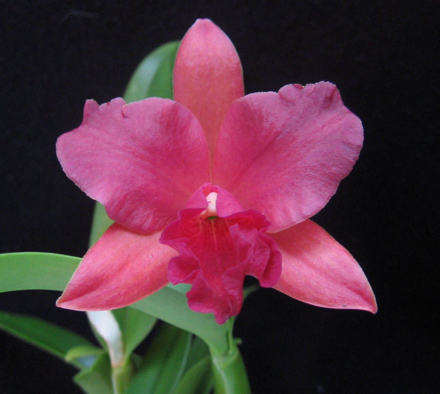 Cattleya Orchid Tattoo Cattleya Orchid Tattoo