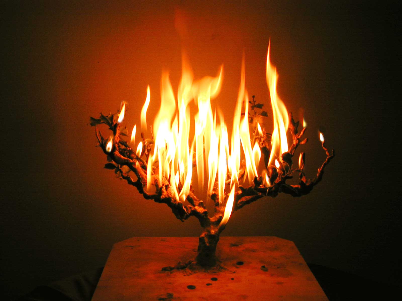 blog_burning_bush