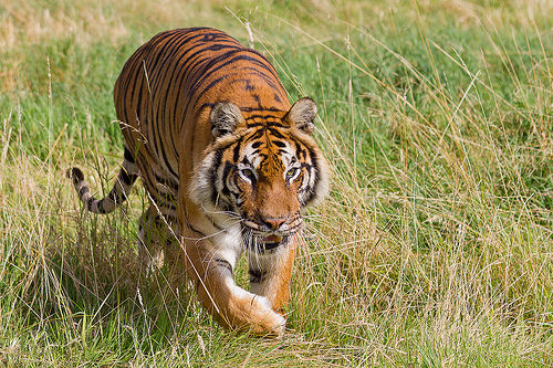 Holiday Fans travel the World RTW -family activities Budget Travel Dangerous Animals in The World Holiday Fans travel the World RTW -family activities Budget Travel Dangerous Animals in The World