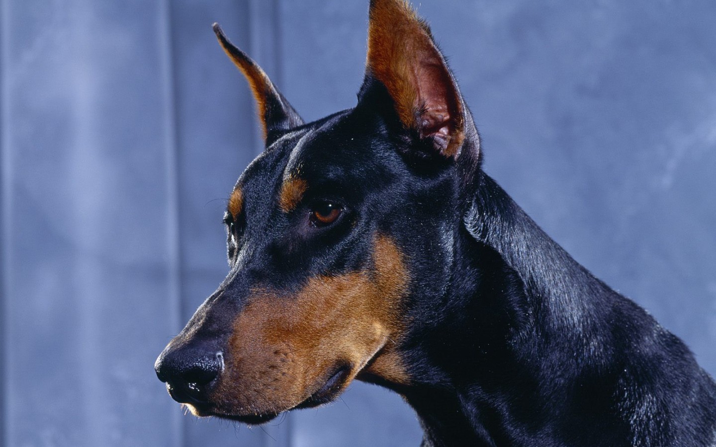 Top Ten Most Dangerous Dog Breeds