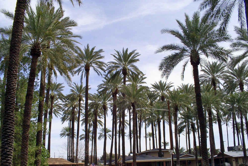Why the palm trees of Los Angeles are dying, and why Phoenix is