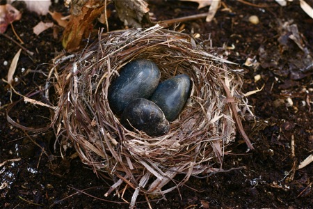Birds Nest on Bird S Nests