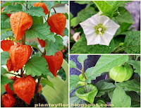 Physalis alkekengi