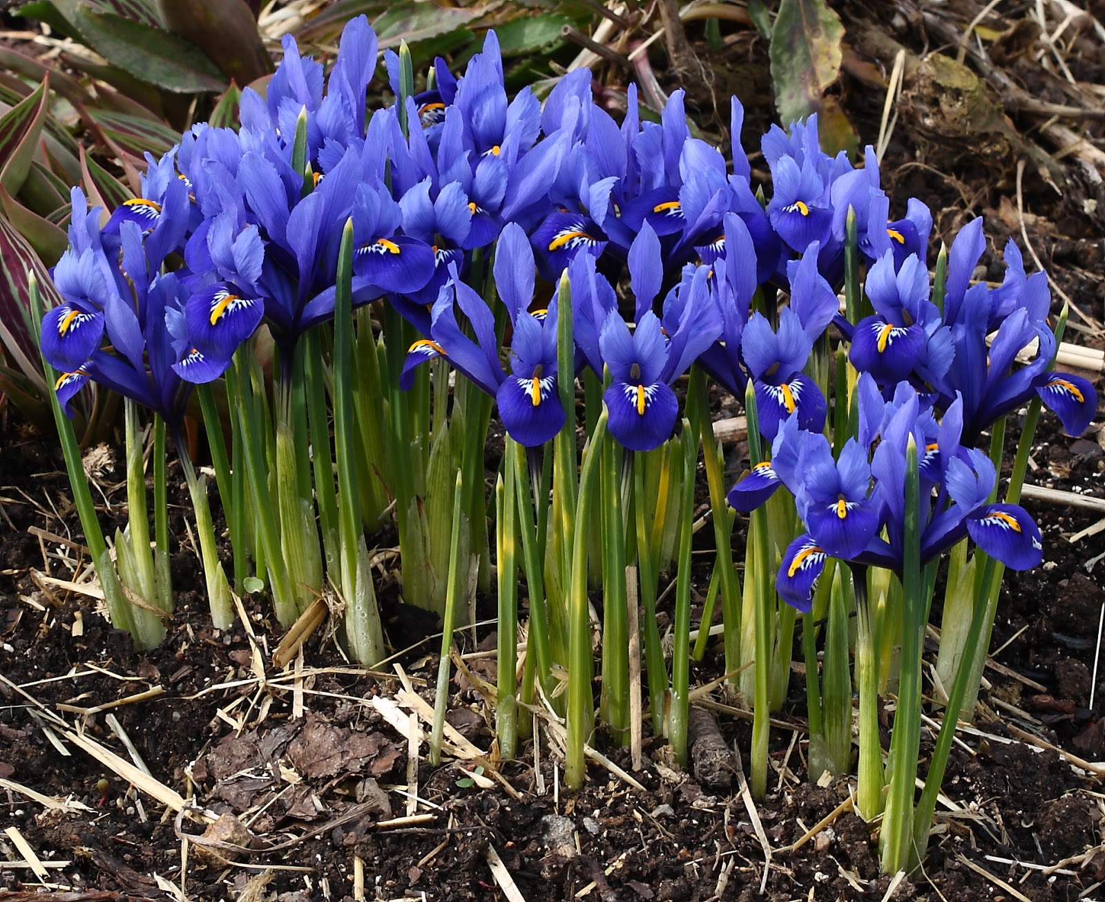 The Phytophactor Under planted perennials & Friday Fabulous Flower Iris reticulata