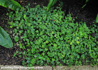 Geophila repens
