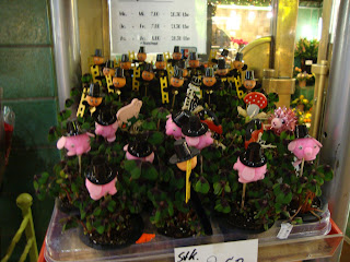 Silvester good luck plants Silvester good luck plants