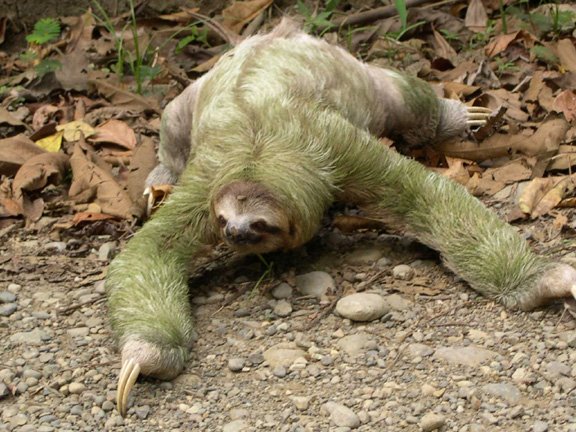 Sloth Tail