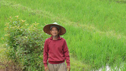 Un paysan dans sa rizière