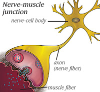Myasthenia Gravis Blog: How Nerve Meets Muscle and Begins to Talk