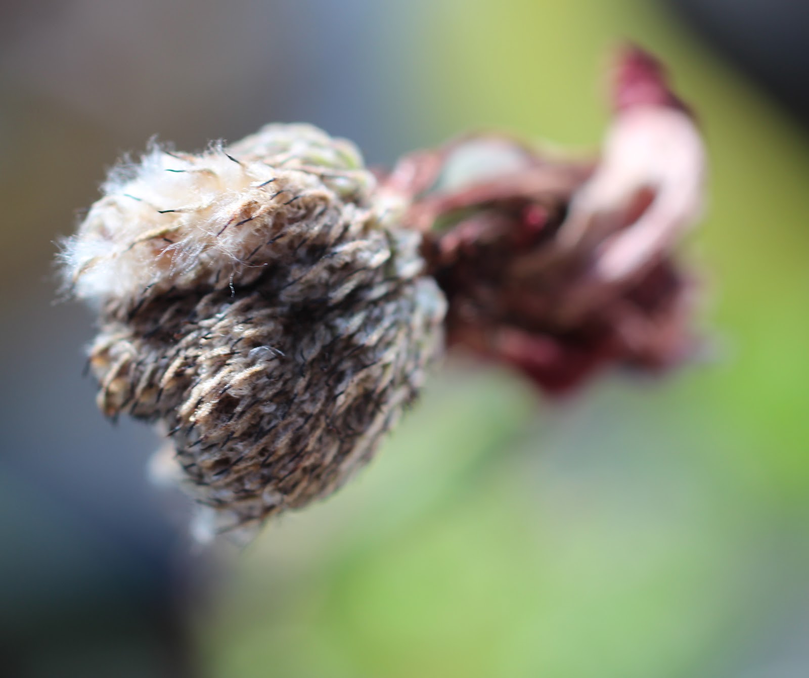 Florez Nursery Collecting Anemone seed