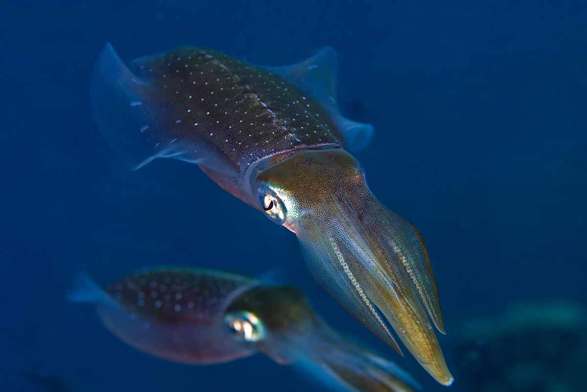 HQ Wallpapers: Squid Wallpapers
