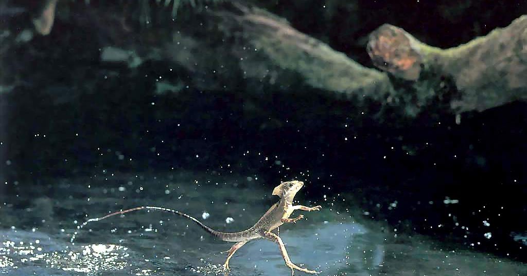 Sharing With Animals Which animal can walk on water?