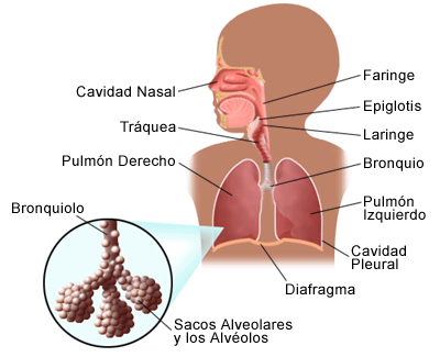 principios de todo sistema respiratorio