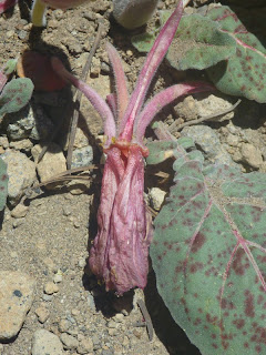 Aging flower of woody-fruited evening-primrose (Oenothera xylocarpa) Woody-fruited evening-primrose (Oenothera xylocarpa): aging flower turning scarlet