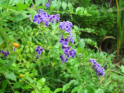 Savanna, Georgia