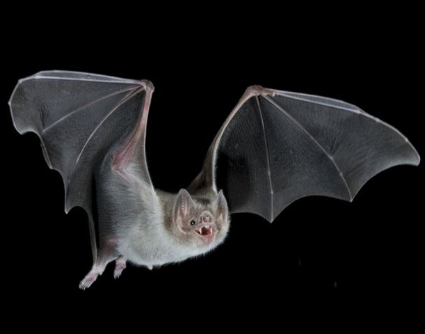 Health-Net: Vampire bats are vampire bats sleeping. Health-Net: Vampire bats are