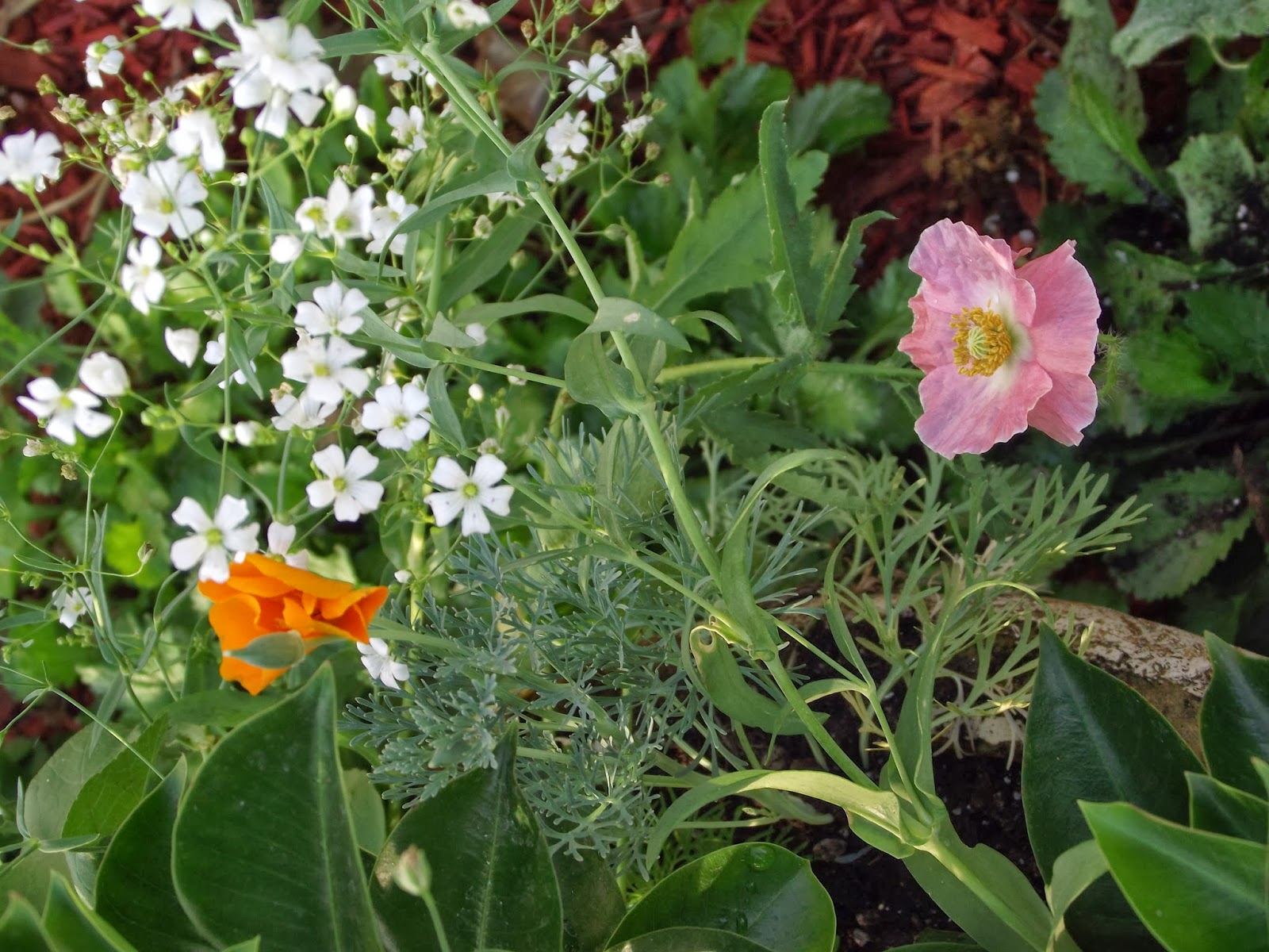 Never Enough Time: Grandma's Old Fashioned Flower Garden