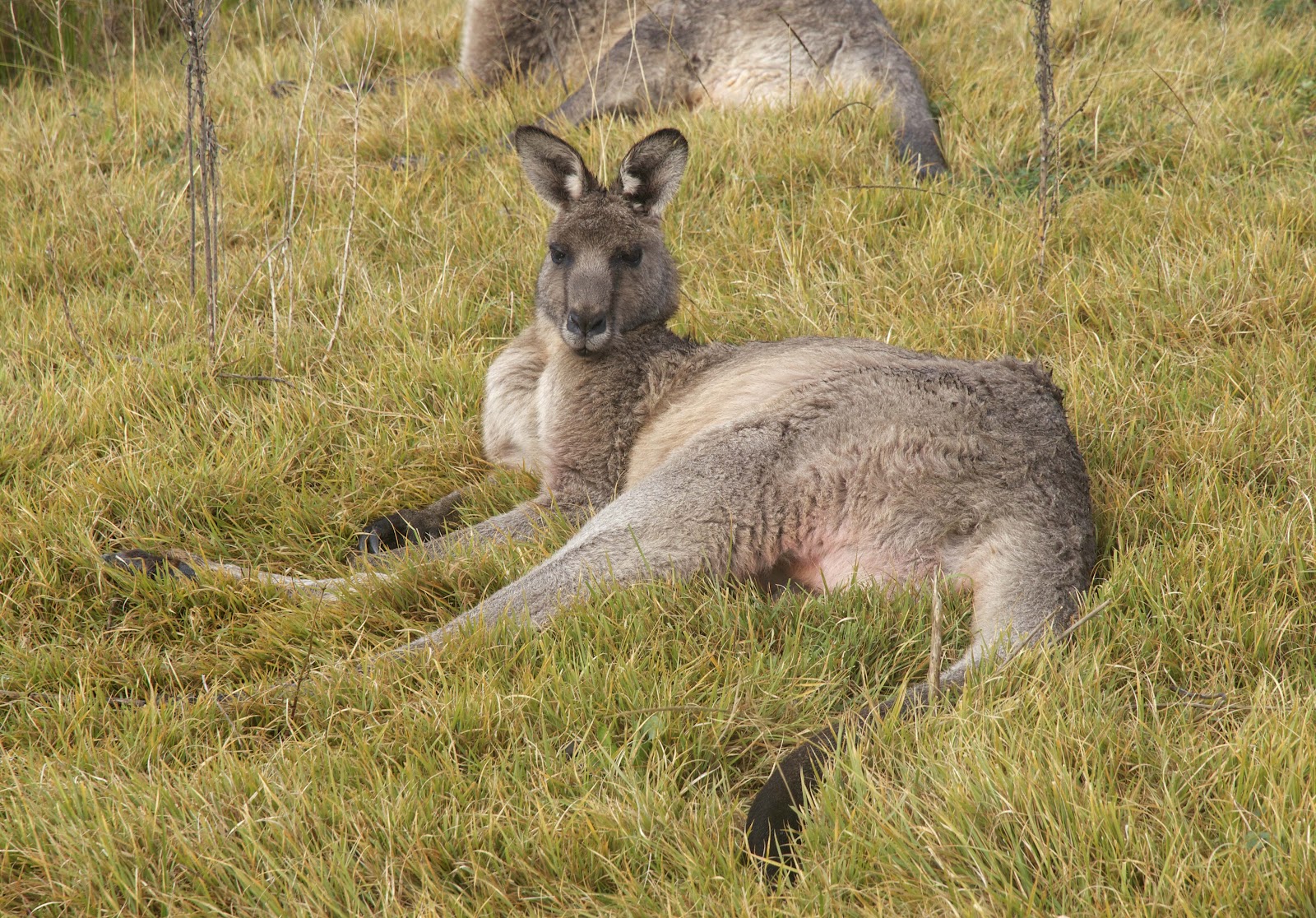 Nature Scribe Kangaroos in My Top Paddock